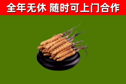喀什市烟酒回收冬虫夏草.jpg