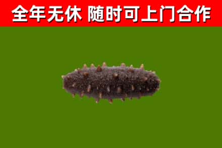 喀什市烟酒回收干海参.jpg